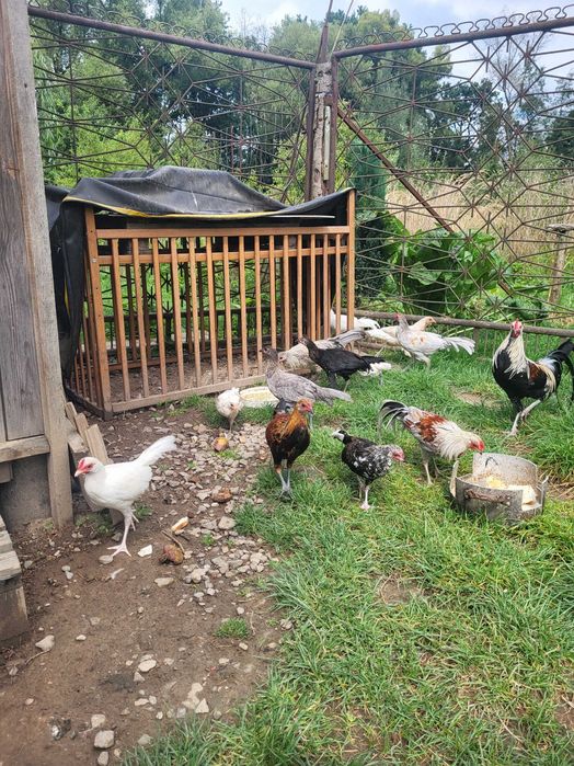 zmienią kurnik młode  feniks cena 100 zł parka