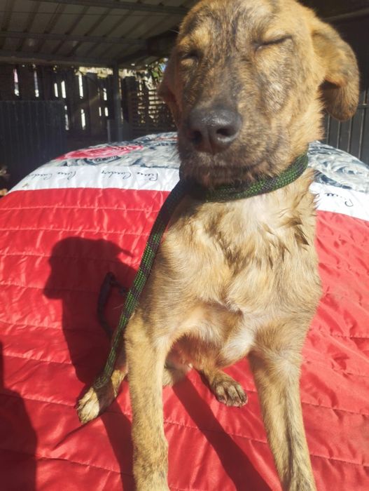 Xana para adoção muito responsável