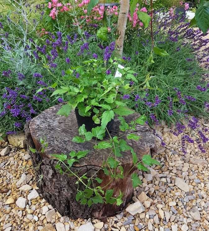 Powojnik bylinowy clematis 1 szt. 1L K07