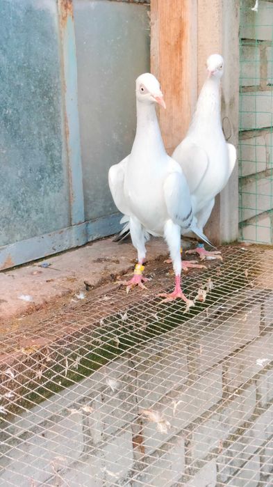 Gołębie srebniaki perlowe