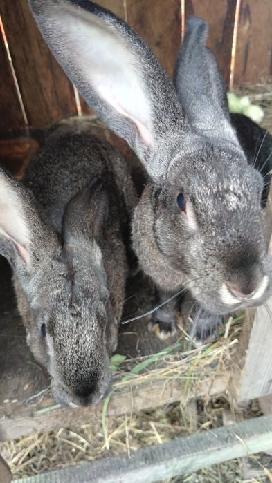 Продам кролі молоді