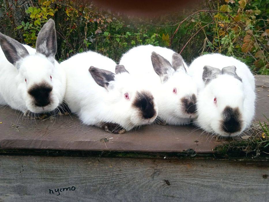 Продам кролі каліфорнія