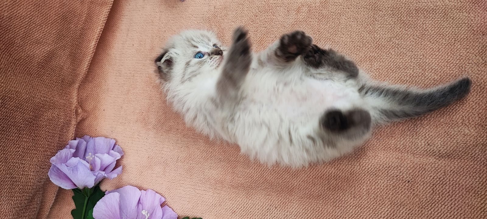 Кошеня. Котик. Кішка.