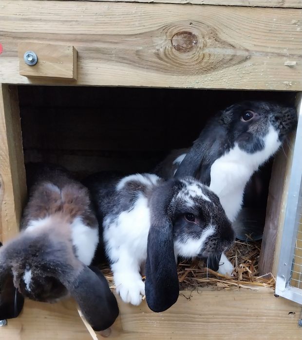 Sprzedam króliki rasy baran francuski