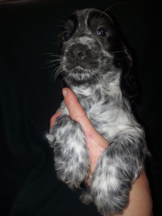 Cocker spaniel angielski