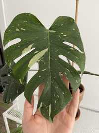 Thai constellation monstera + lampa