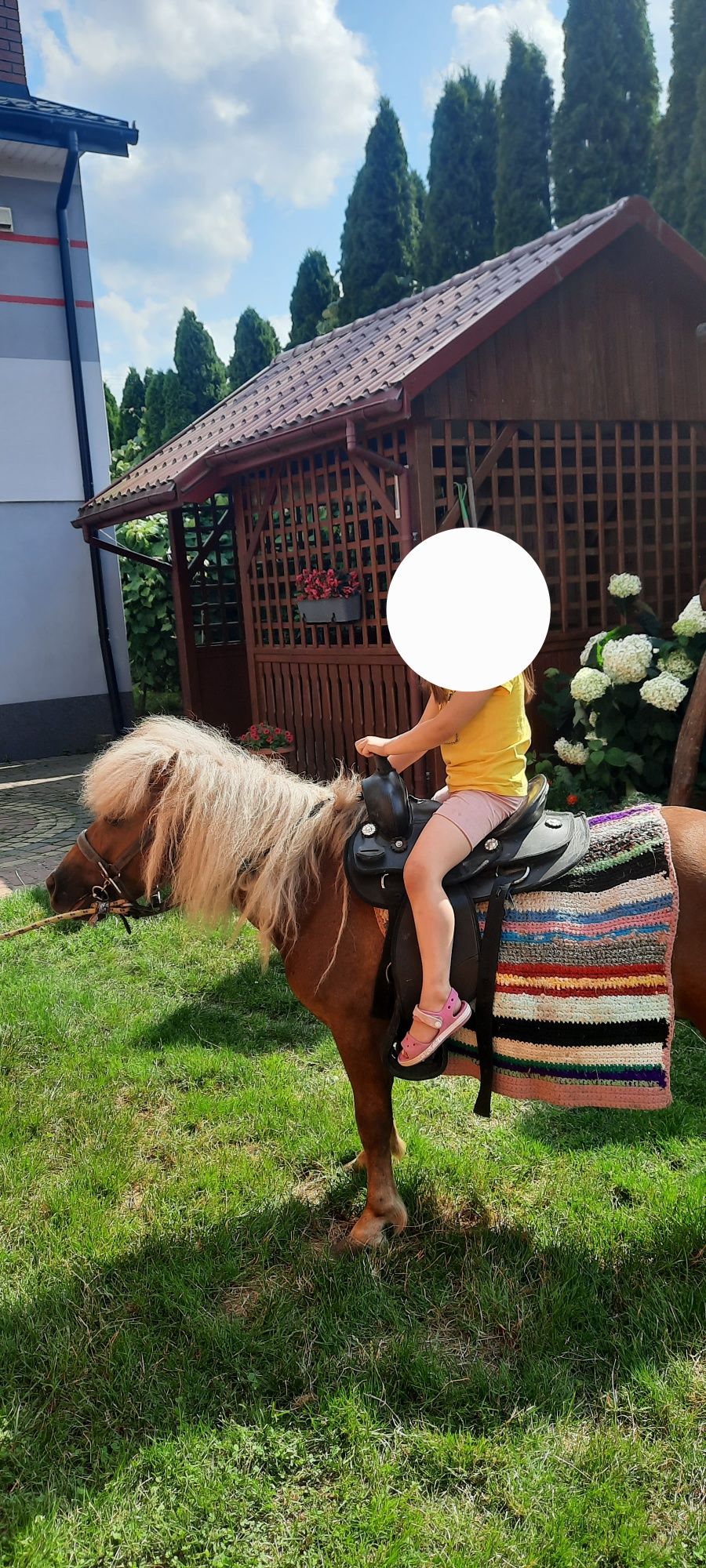 Klacz kucyka ze źrubką
