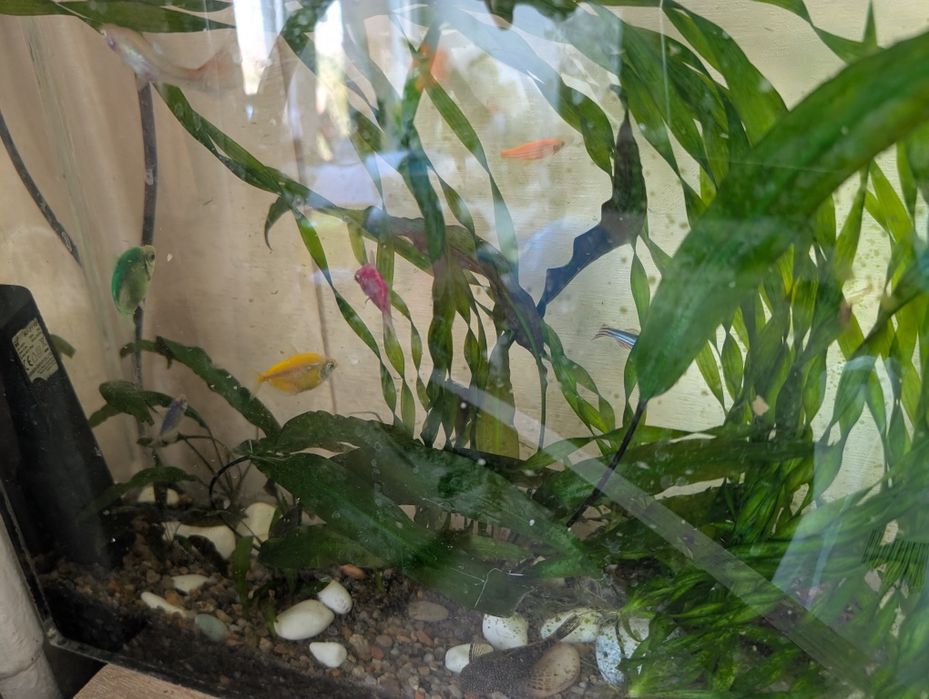 Акваріум акриловий 22л з рибами та рослинами 40х35х15см