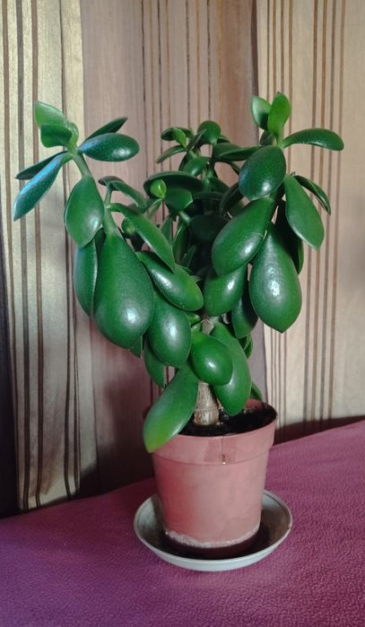 Денежное дерево, толстянка