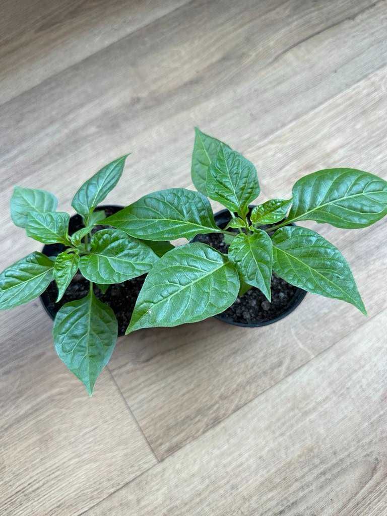 Sadzonki papryki HABANERO