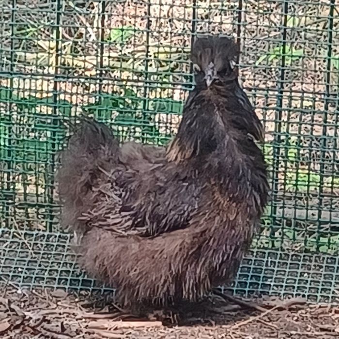 Silki para do zmiany kurnika