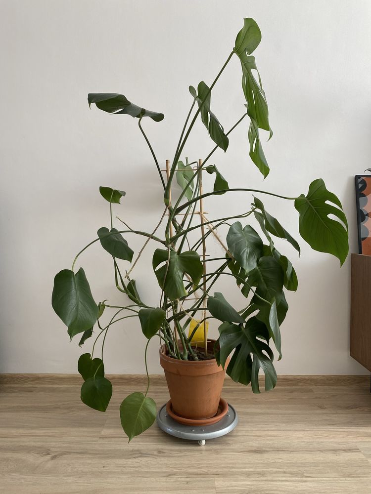 Monstera 120 cm + donica terakota