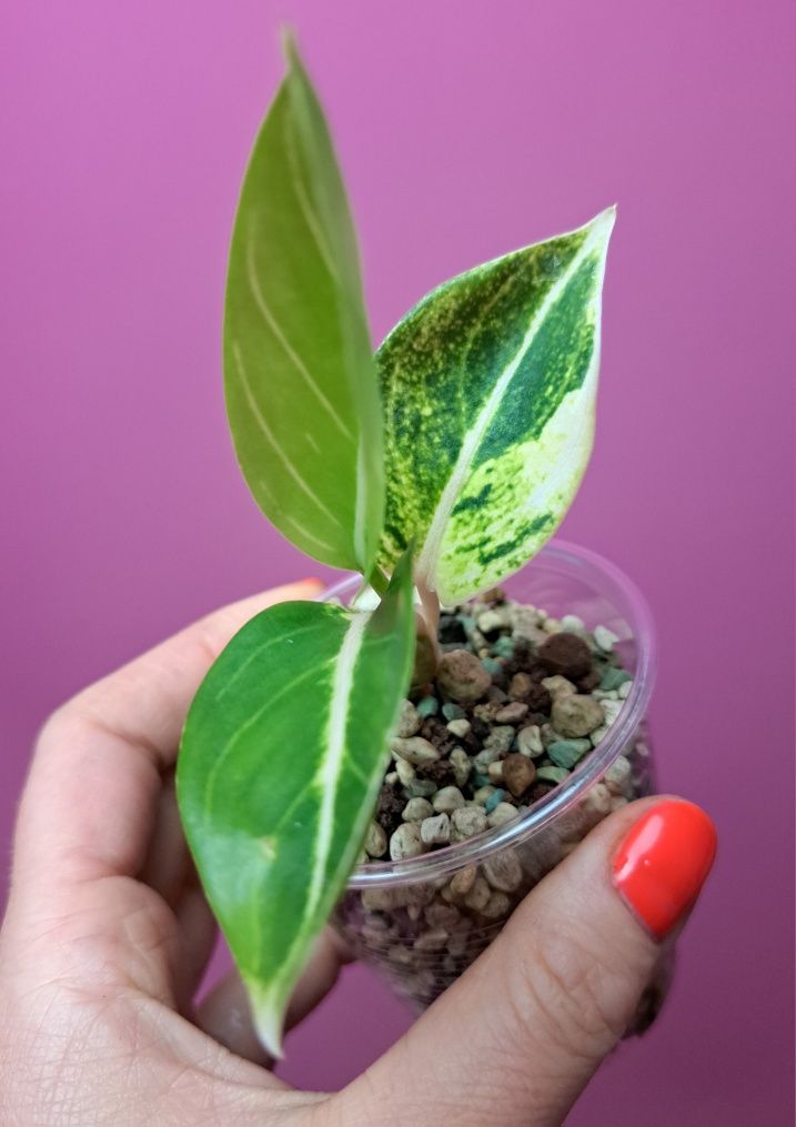 Aglaonema Pink Moon