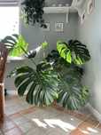 Monstera, zdrowa, kilkuletnia