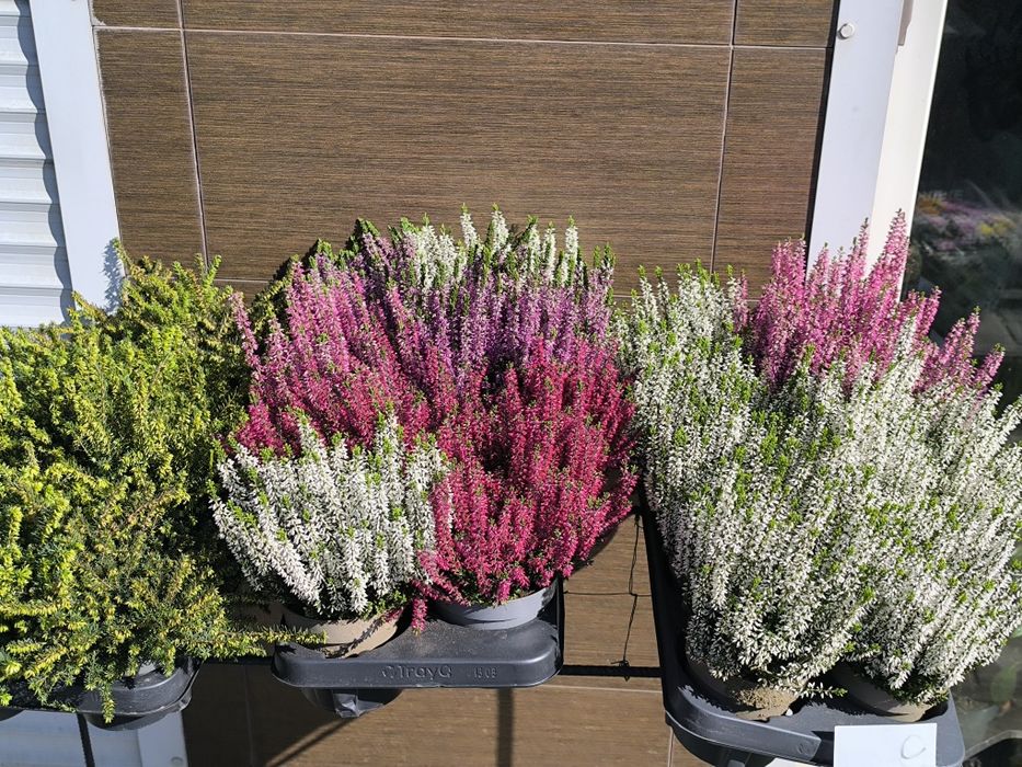 Вереск= новая партия, фото 28.09.25 ОСТАЛИСЬ БЕЛЫЕ И ЖЕЛТО-ЗЕЛЕНЫЕ