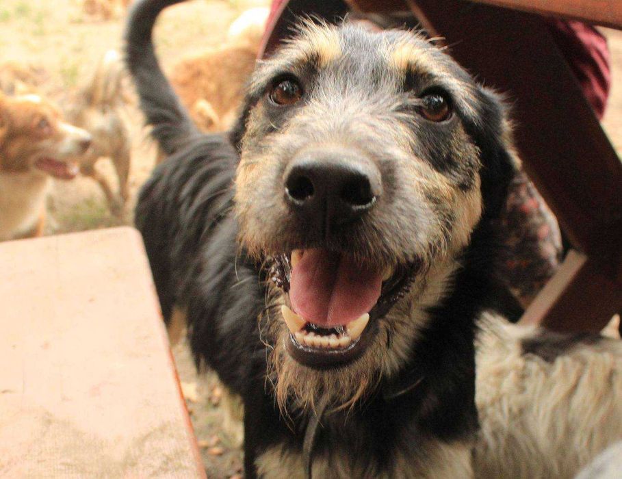 Zefirek - mały szorściak lubiący zabawy z innymi psami