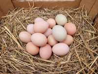 Ekologiczne jaja jajka wiejskie