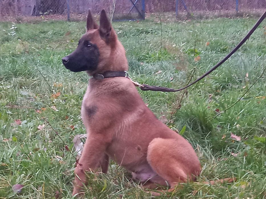 ! Owczarek Belgijski Malinos Piesek Szczeniak z Rodowodem ! Okazja !