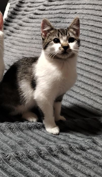 Kotka do adopcji