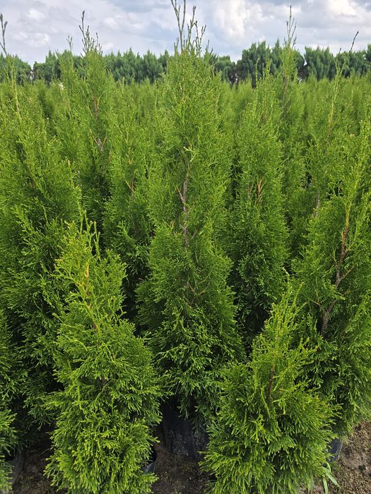 Tuja Smaragd 120 cm Dostawa gratis tuje 100 brabant namysłów