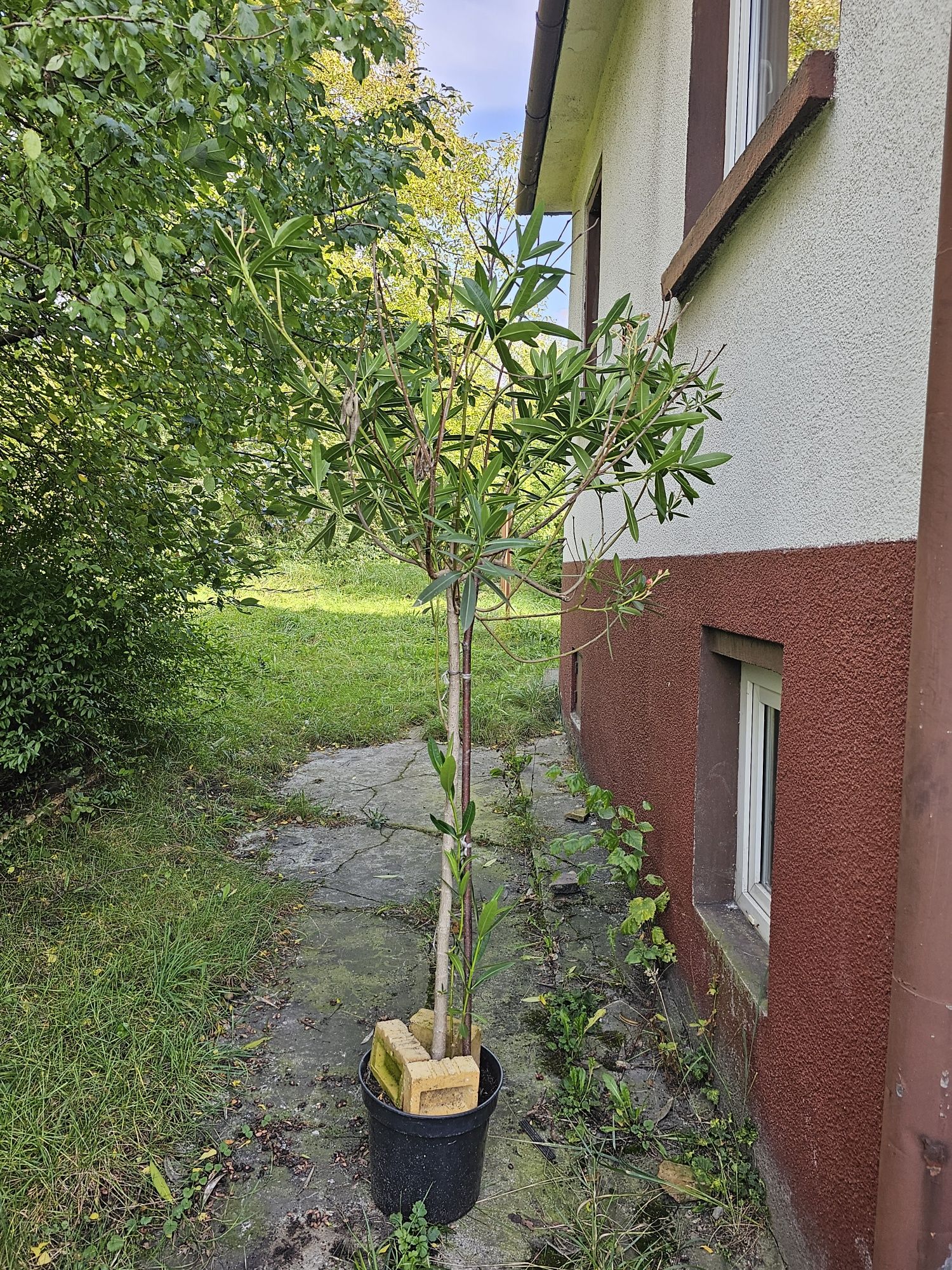 Oleander ok 2m  w donicy