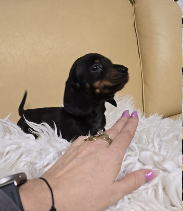 Jamnik miniatura zapraszam