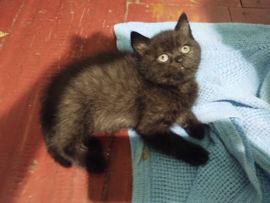 Подарую муркотливих котенят