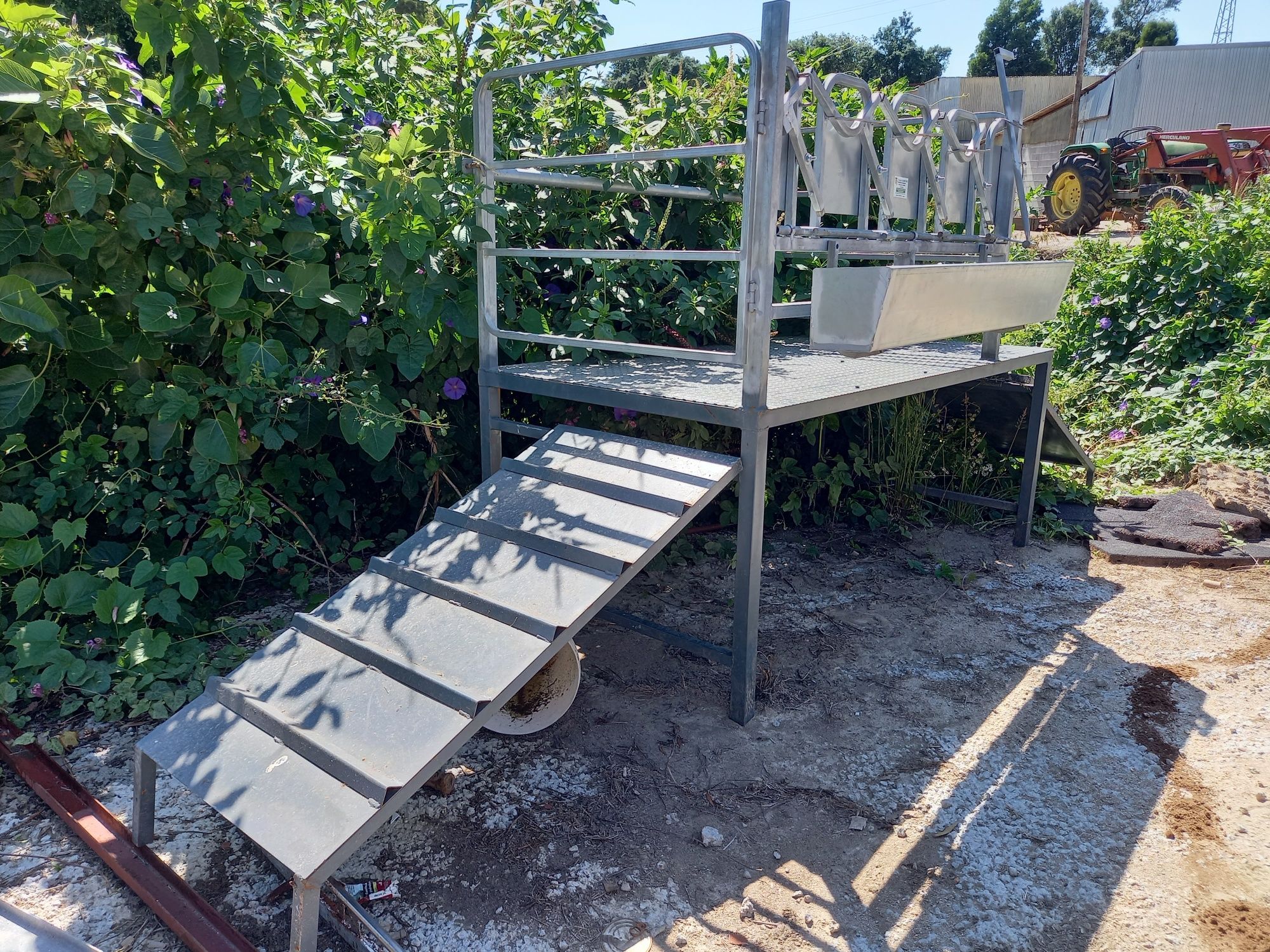 Amarre de ordenha com plataforma para cabras e ovelhas