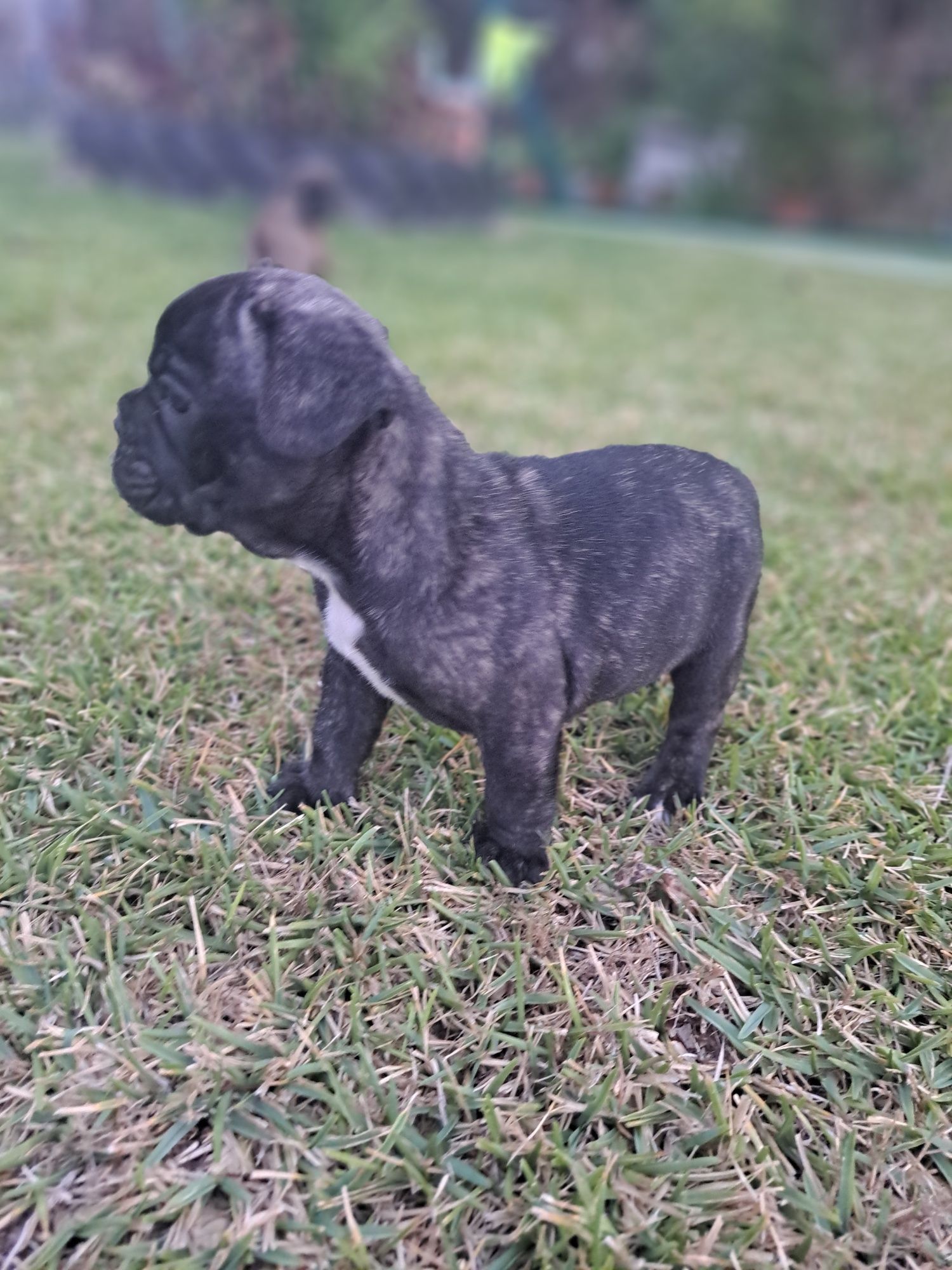 Bulldog francês macho