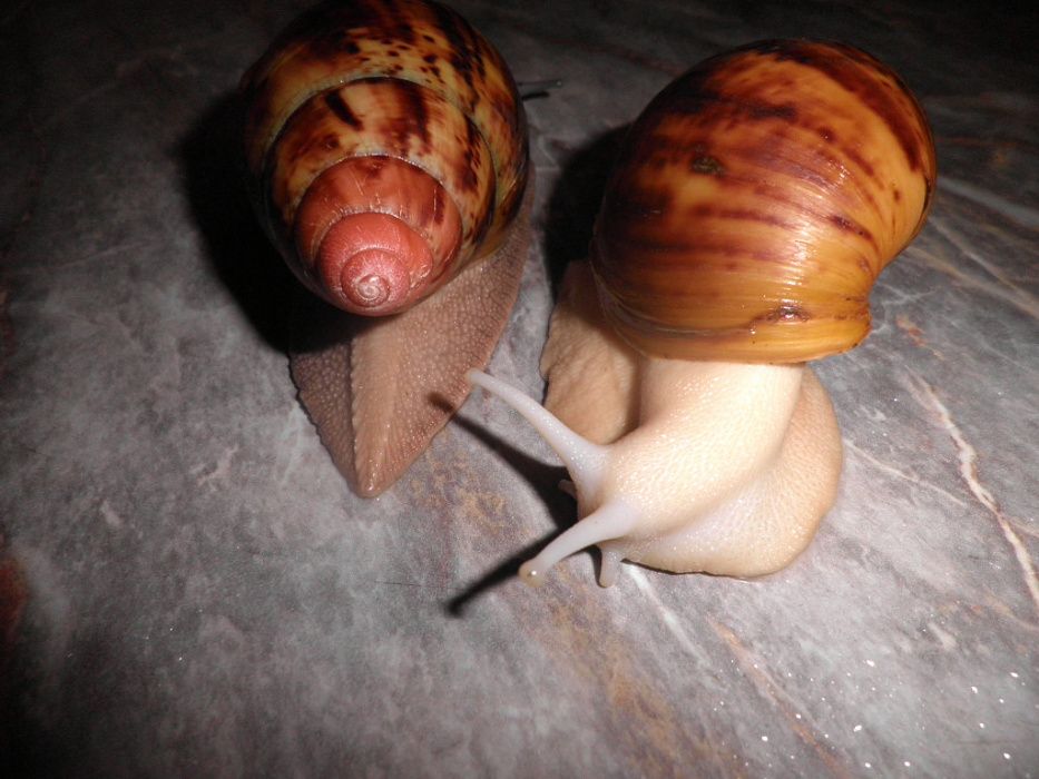 Улитки Архахатины Маргината вар.Сутуралис.