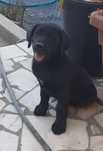 Cachorro procura nova família