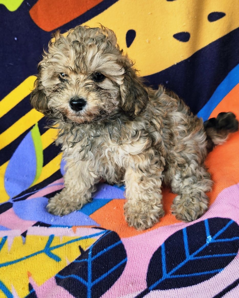 Caniche Poodle Fêmea Anão