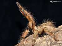 Паук Stromatopelma calceatum L 3-4 есть разние пауки