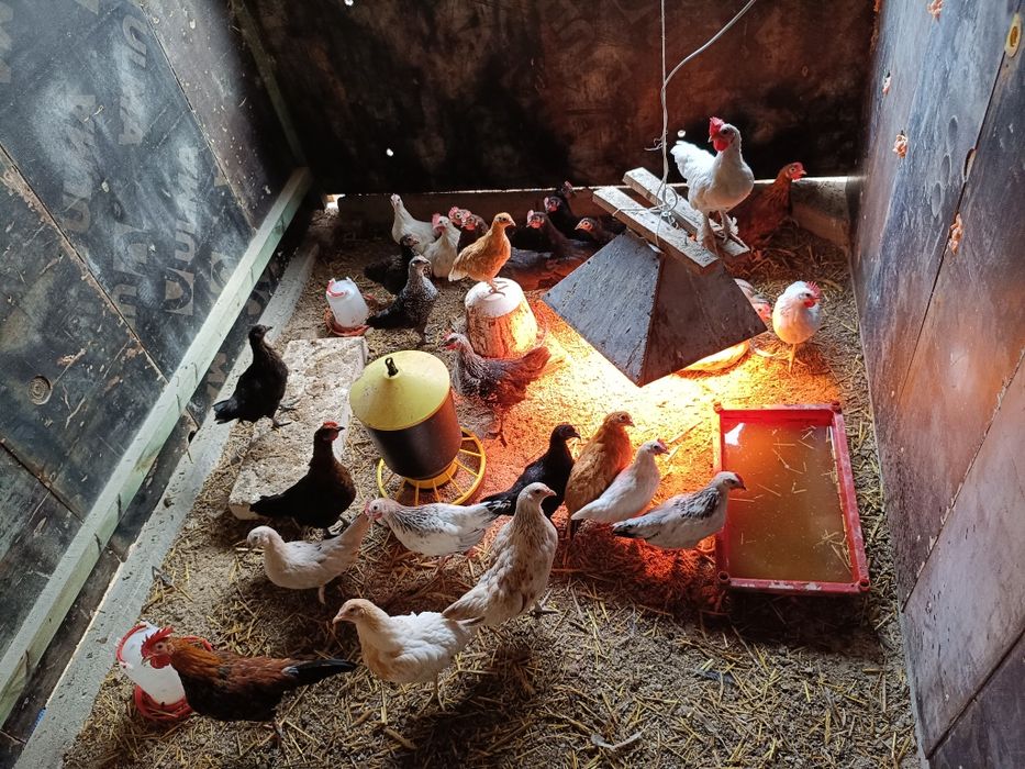 sprzedam kury i kogutki liliputki