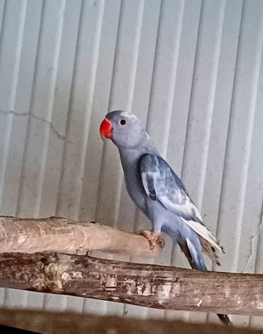 Ring necks várias mutações