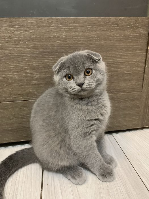 Вислоухий шотландский мальчик