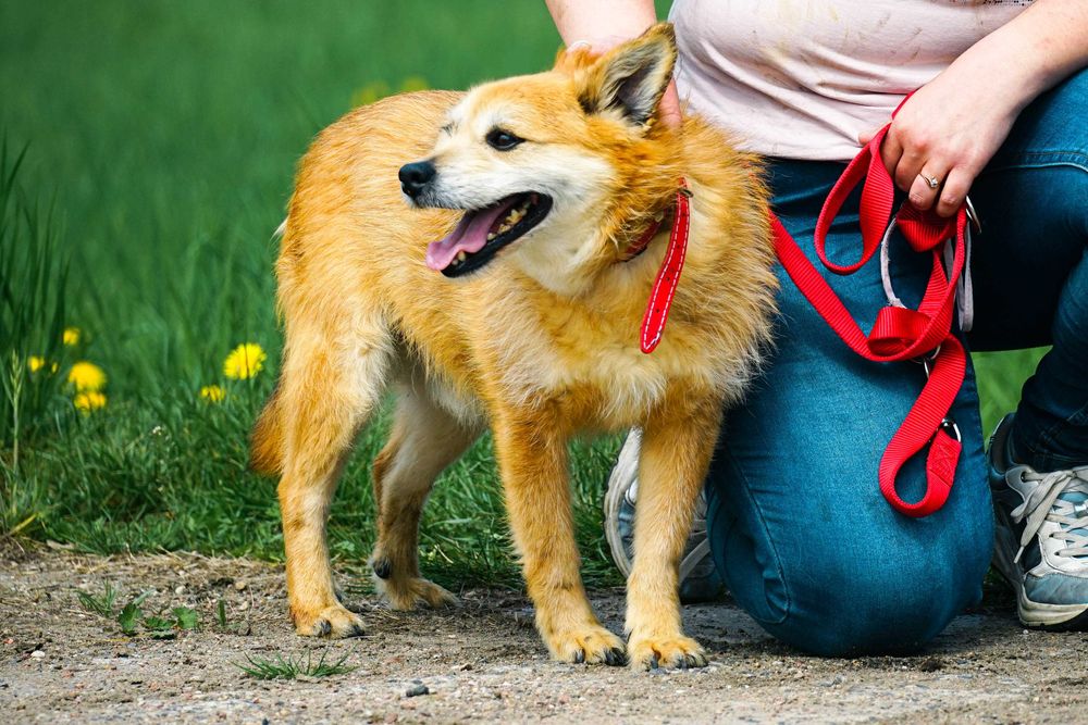 Agat - śliczny, szorstkowłosy pies