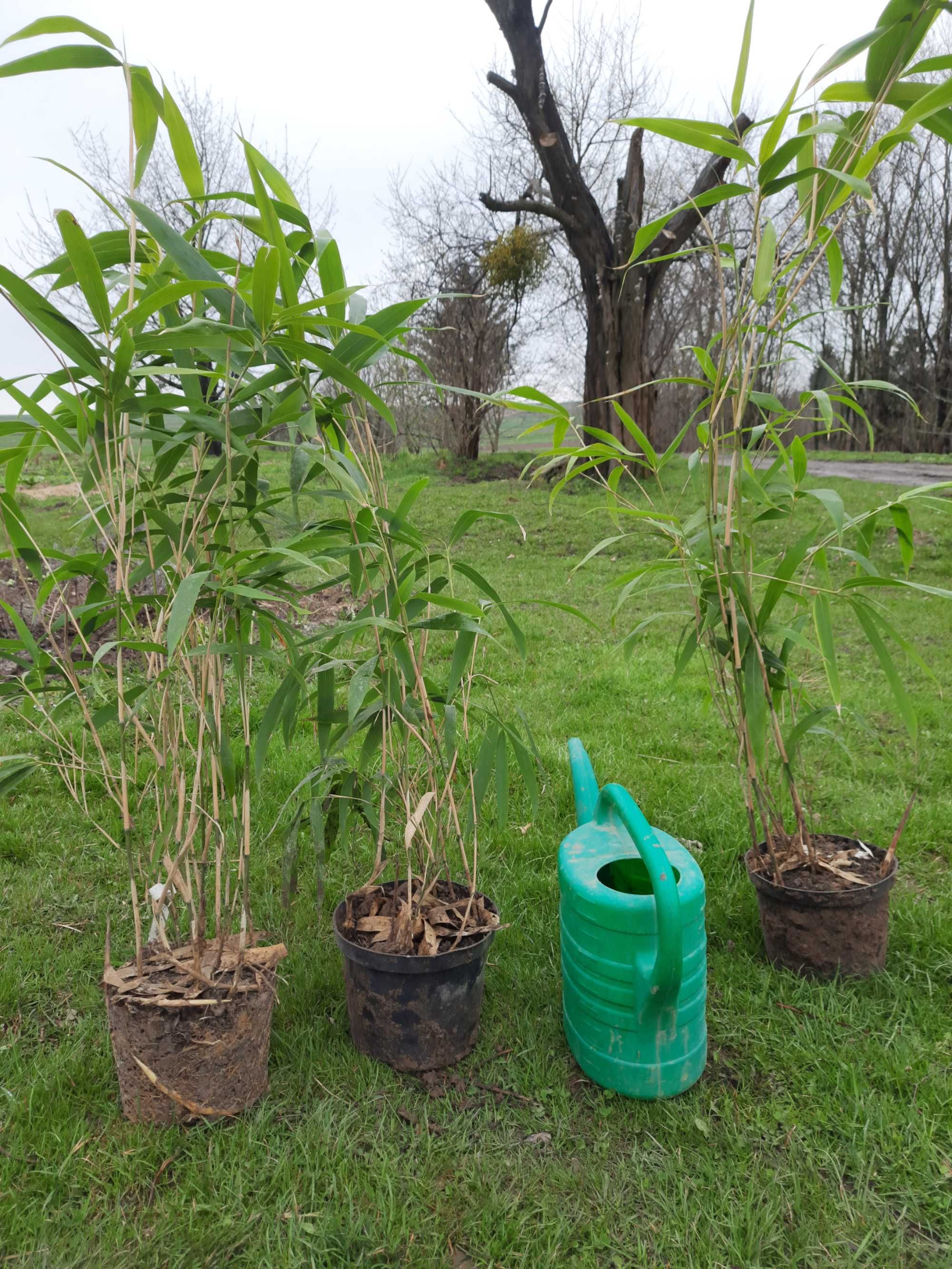 Promocja,Bambusy mrozoodporne , kępowe, Pseudosasa japonica, Okrywowe