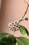 Hoya obovata splash szczyt