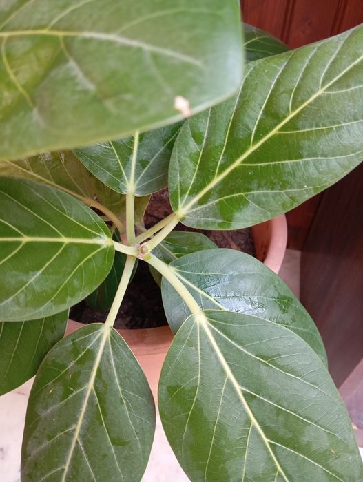 Ficus beng Audrey natural 50 cm