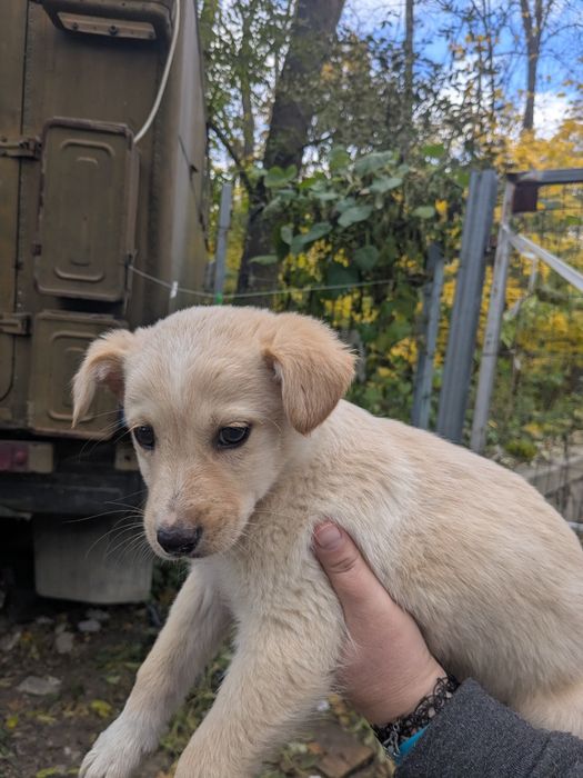 Щеня хлопчик Бублик шукає родину