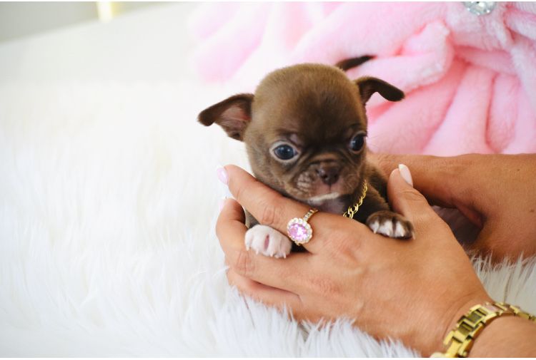 Cudna Mini XXXS Czekoladowa Suczka Chihuahua