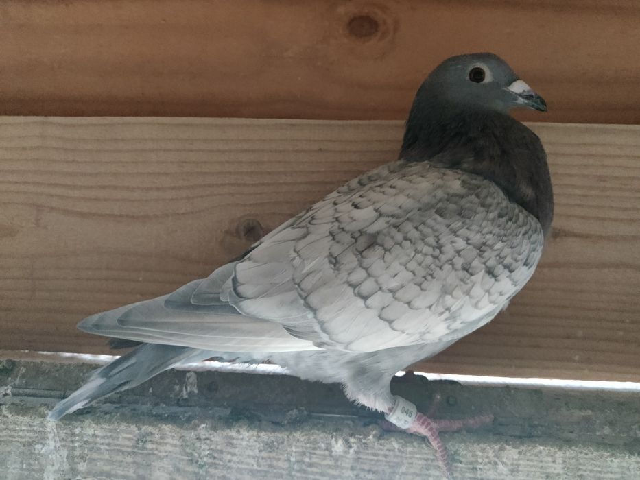 Gołębie pocztowe Adama Braszko