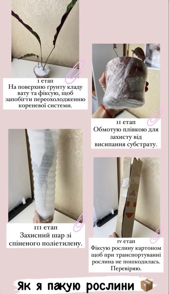 Хости різні сорти Kiwi Full Monty, Blue Ivory та ін.