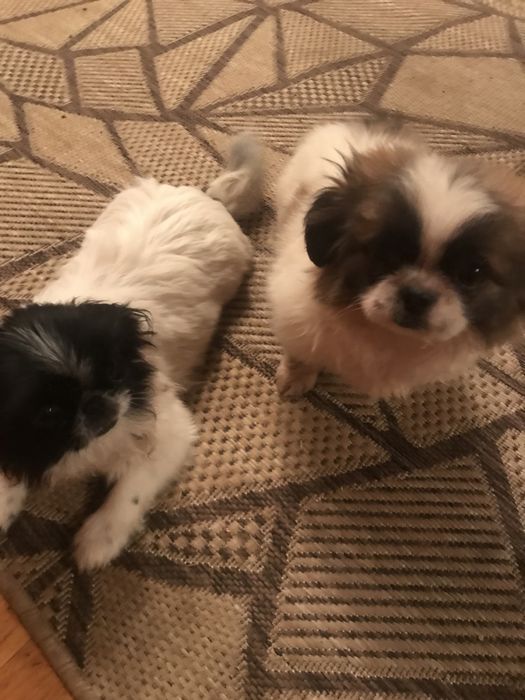 Продам пекінеса чистокровні