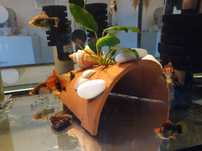 Anubias na doniczce