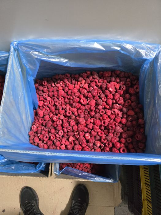 Продам ожину,малину,грис.