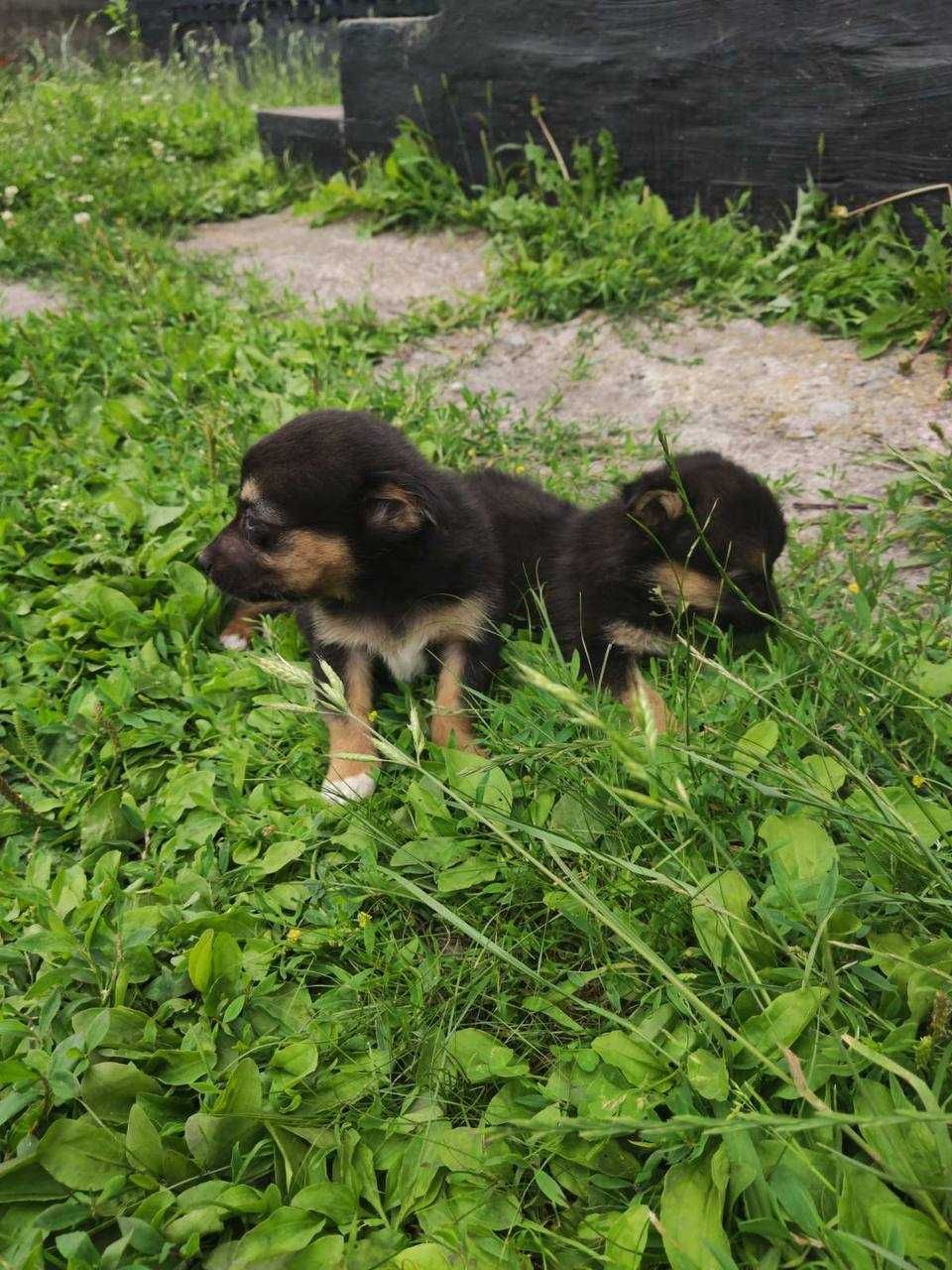 Цуценята шукають люблячі серця