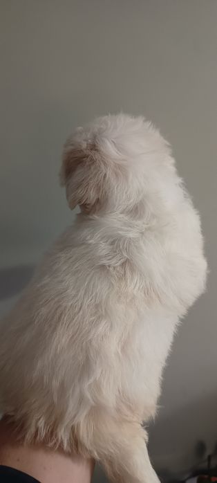 Suczka, mal shi, maltańczyk, shih tzu,