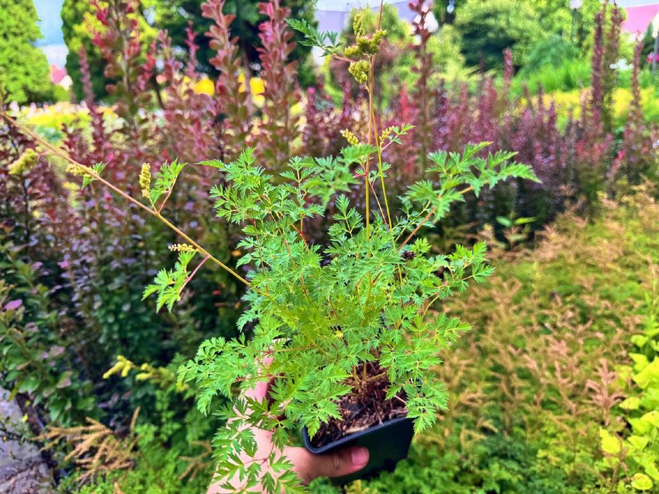 Parzydło blekolistne Miniaturka (Aruncus aethusifolius) Doniczka 1.0L